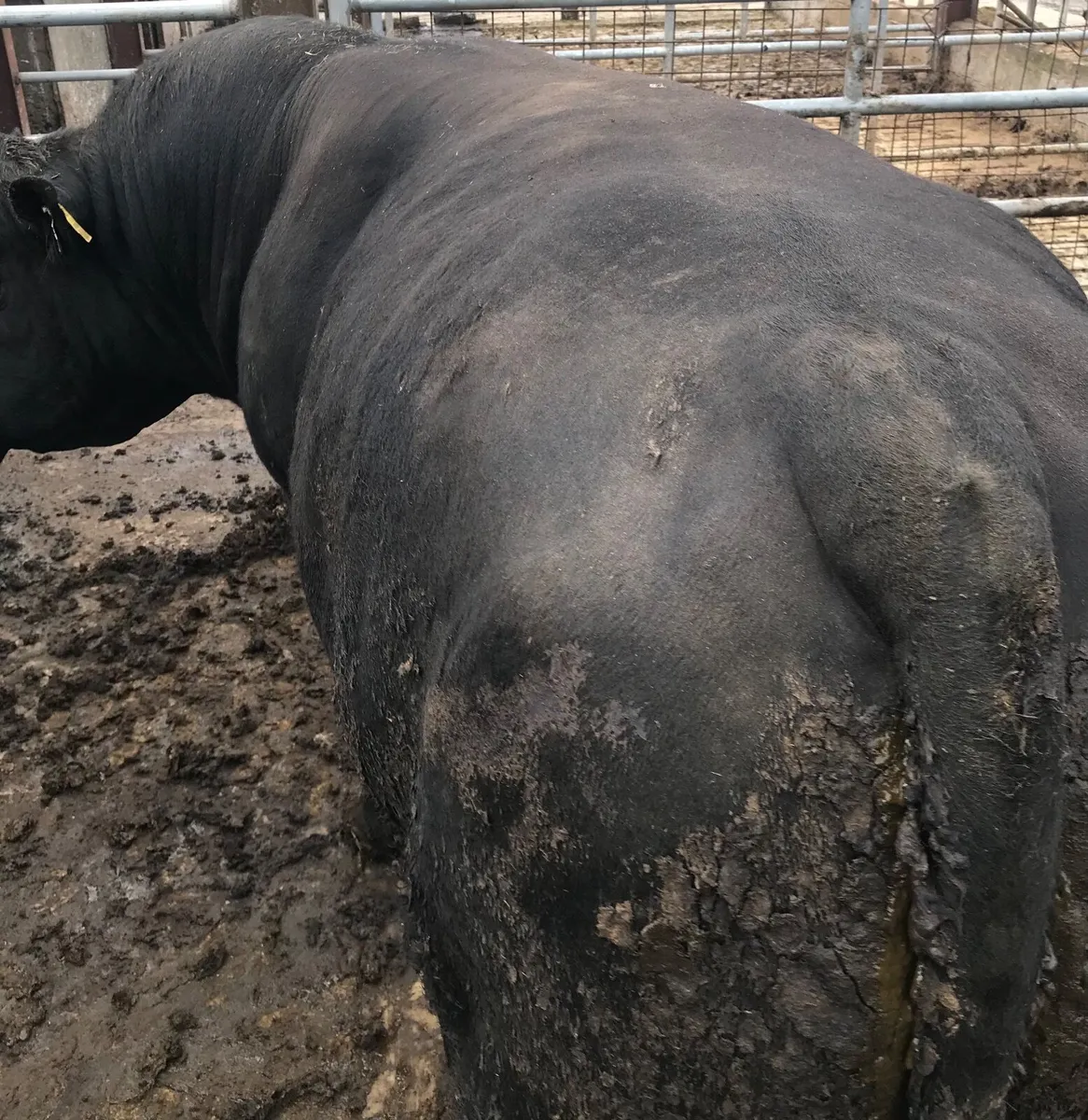 Aberdeen Angus bull - Image 2