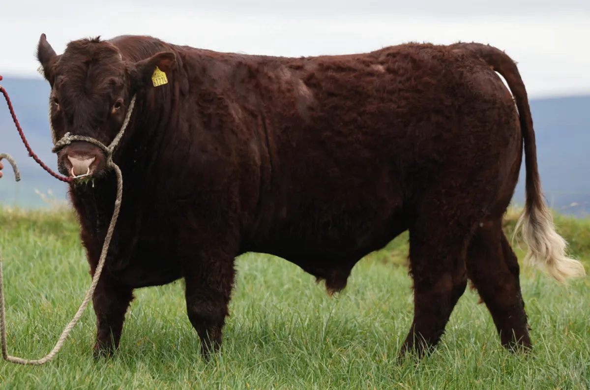 Saler Bulls - Image 1