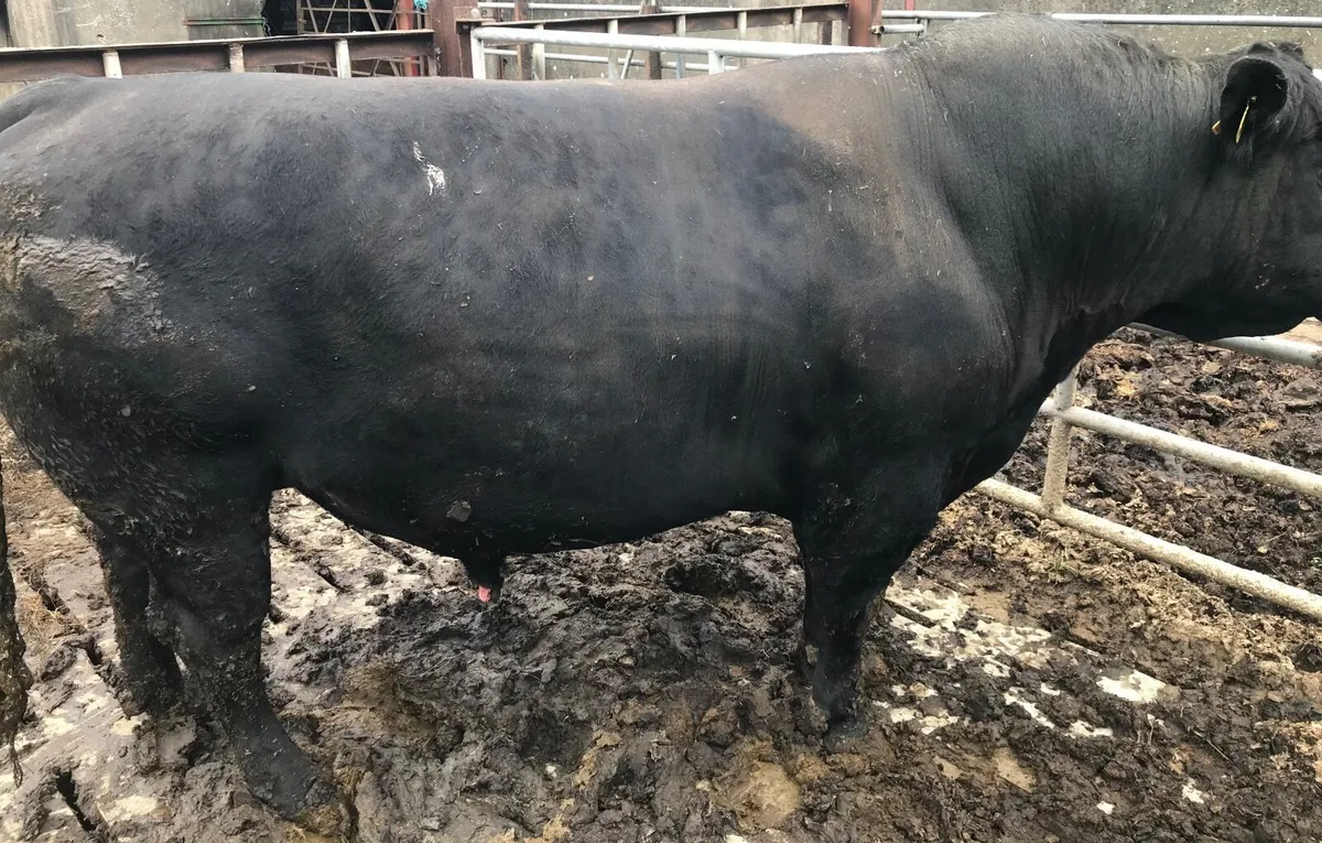 Aberdeen Angus bull - Image 4