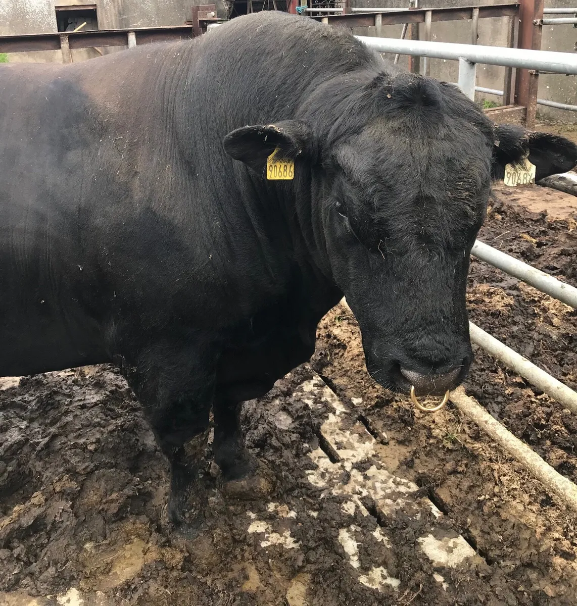 Aberdeen Angus bull - Image 3