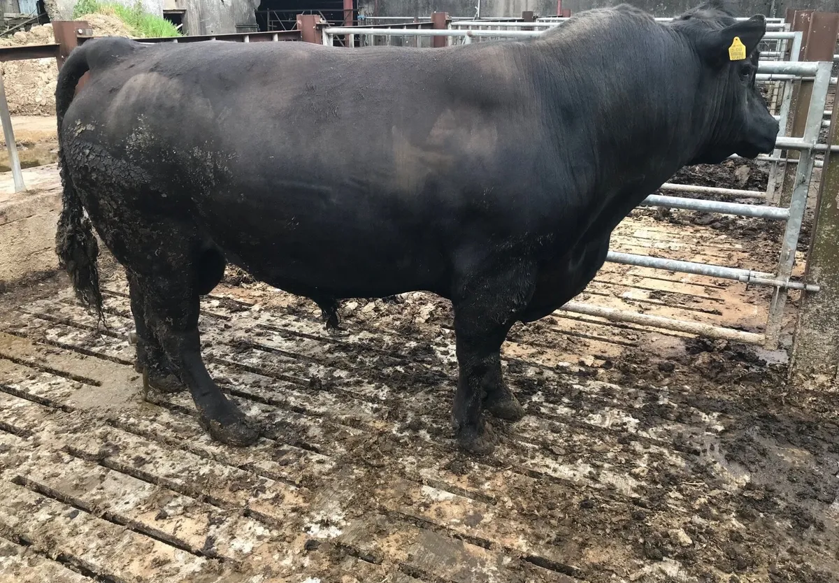 Aberdeen Angus bull - Image 1