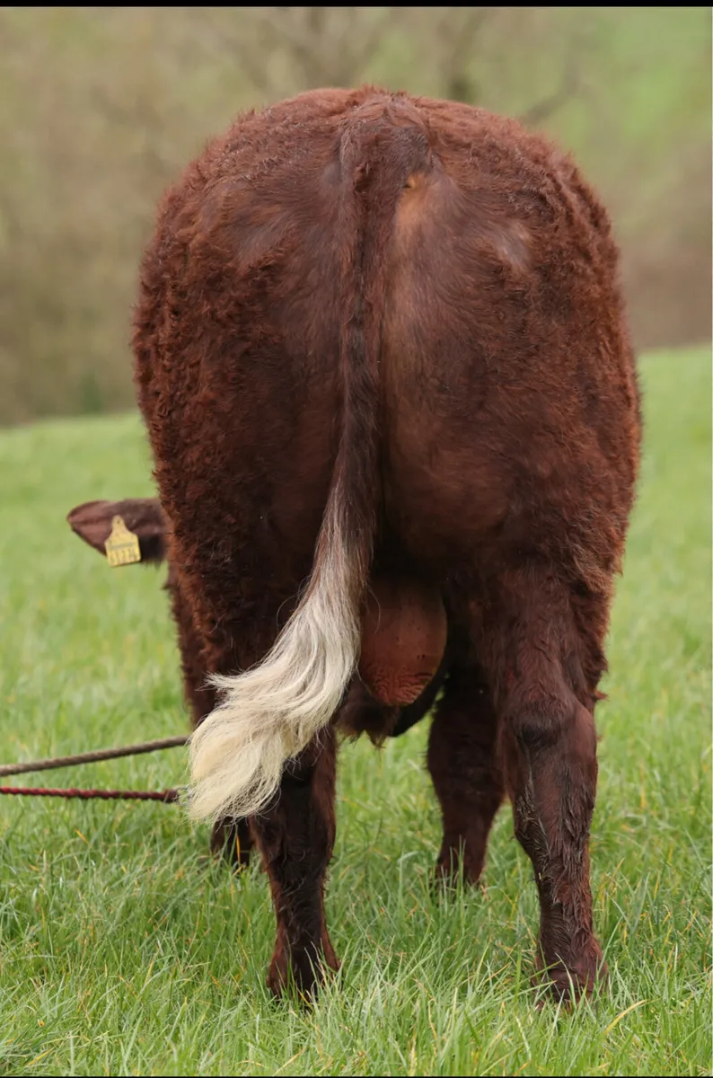 Saler Bulls - Image 4