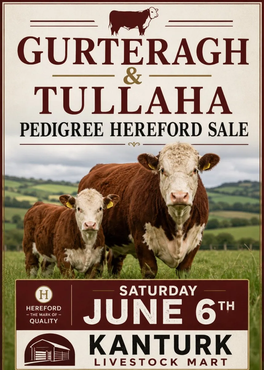 PEDIGREE HEREFORD HEIFER SALE