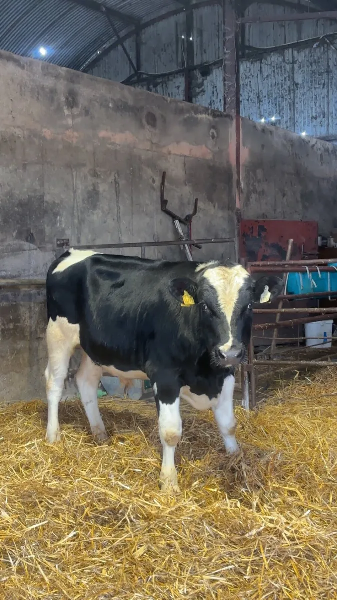 High EBI Fresian Bull - Image 1