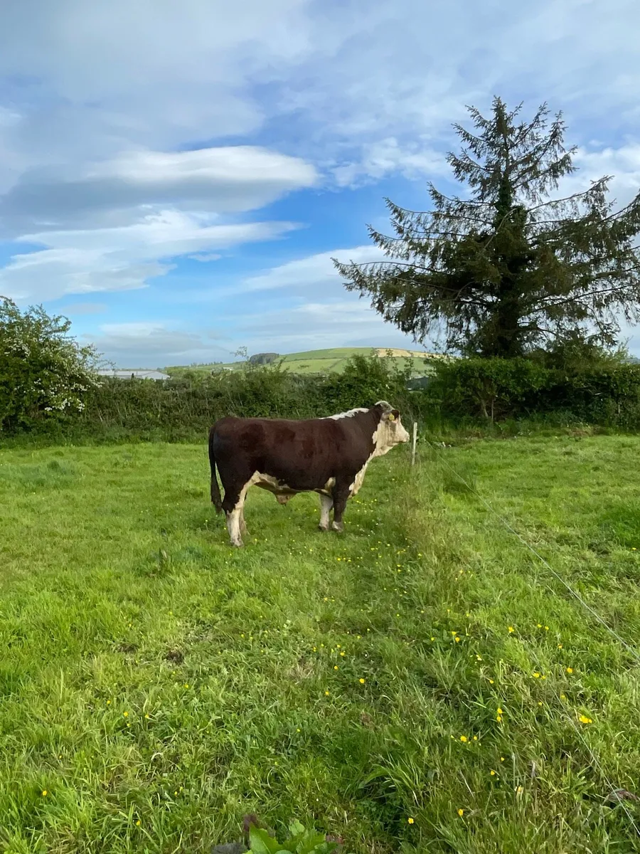 Hereford Bulls - Image 3