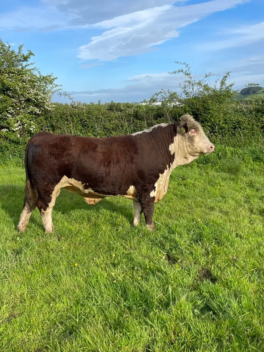 Hereford Bulls - Image 1