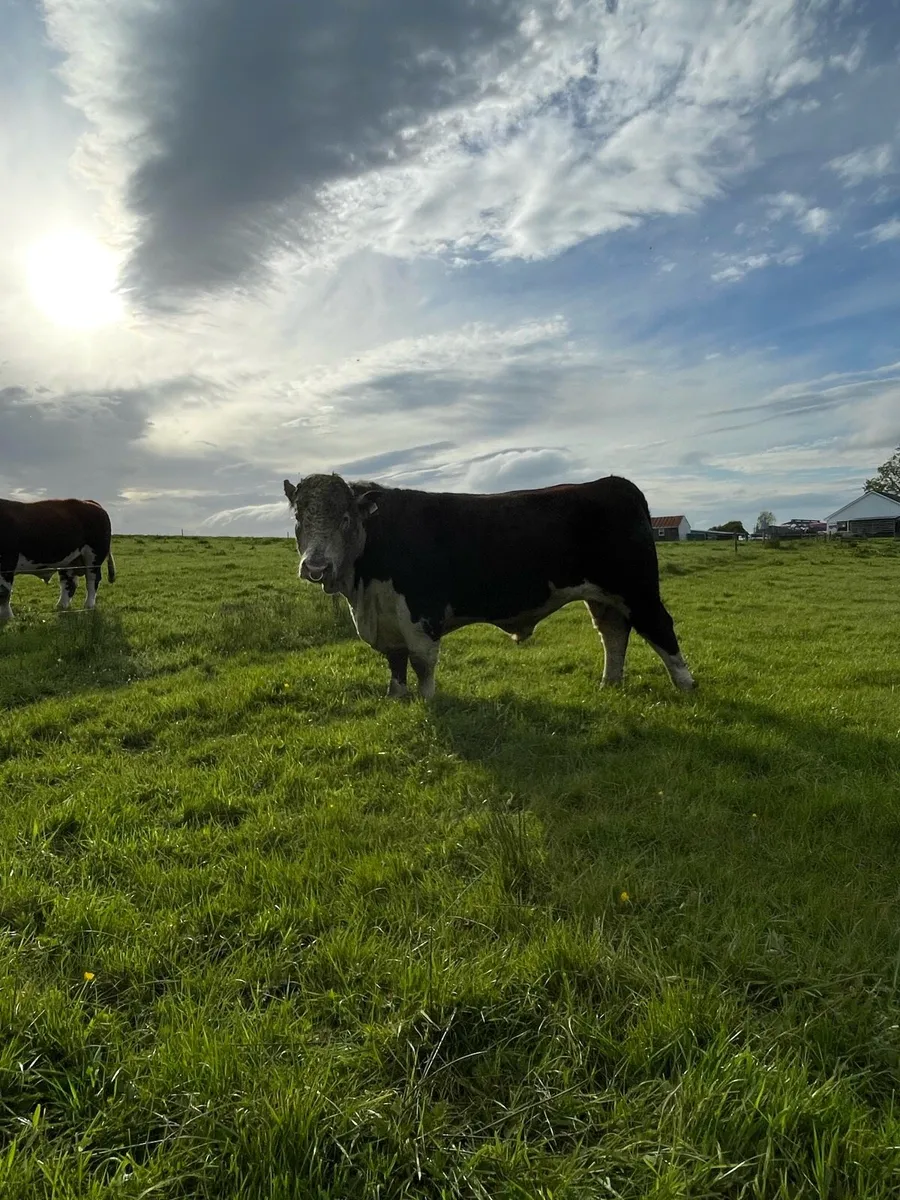 Hereford Bulls - Image 2