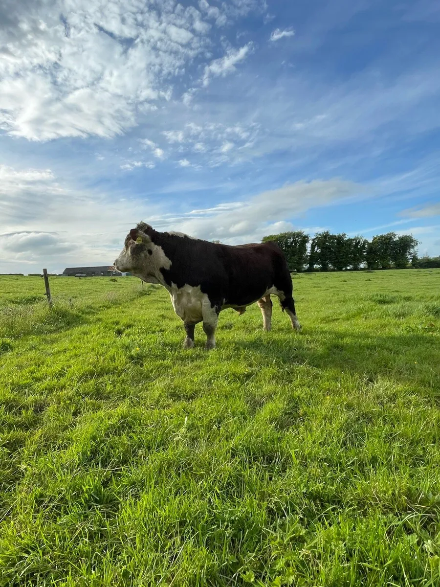 Hereford Bulls - Image 4