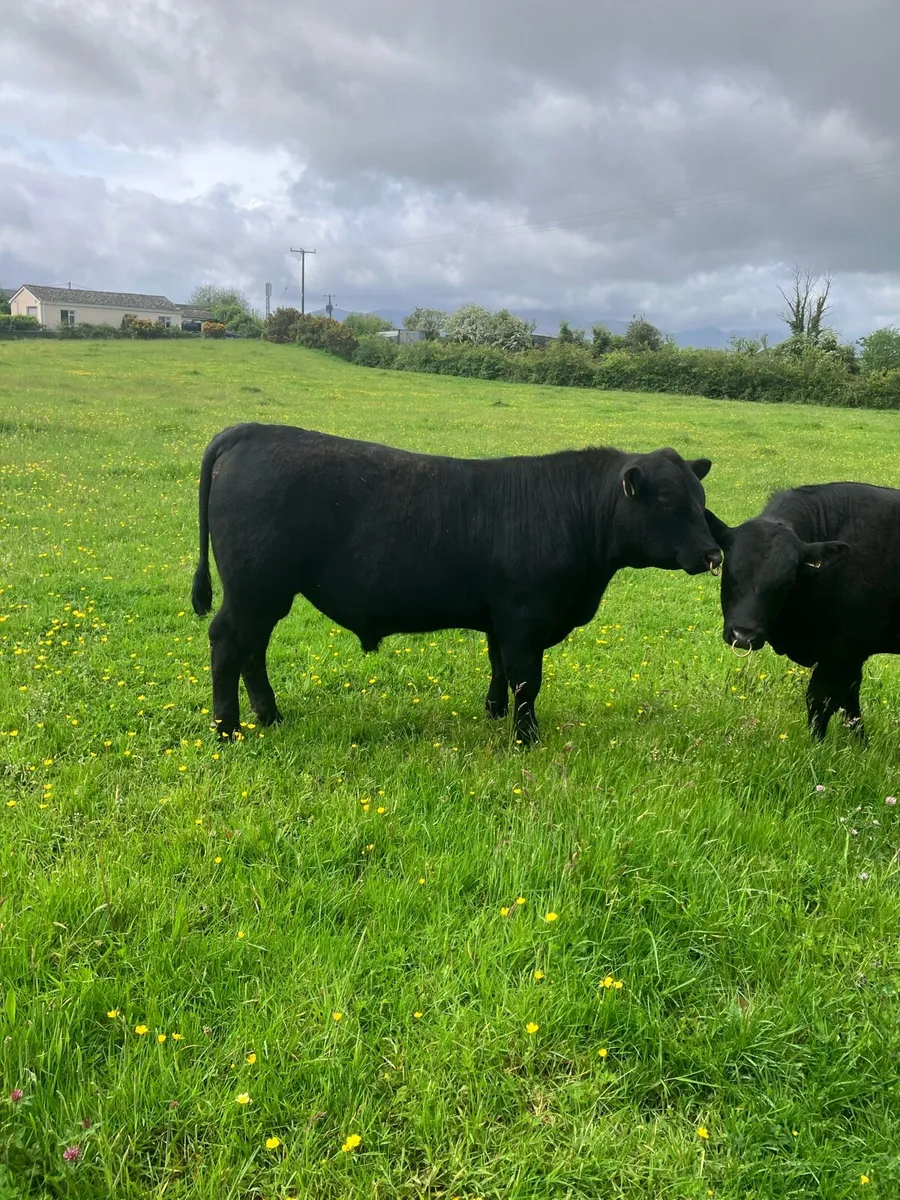 Pbr Angus bulls - Image 4