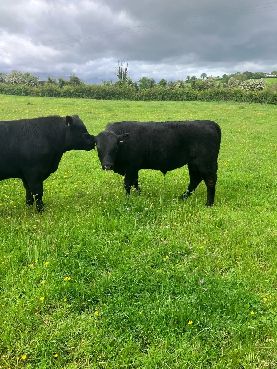 Pbr Angus bulls - Image 1