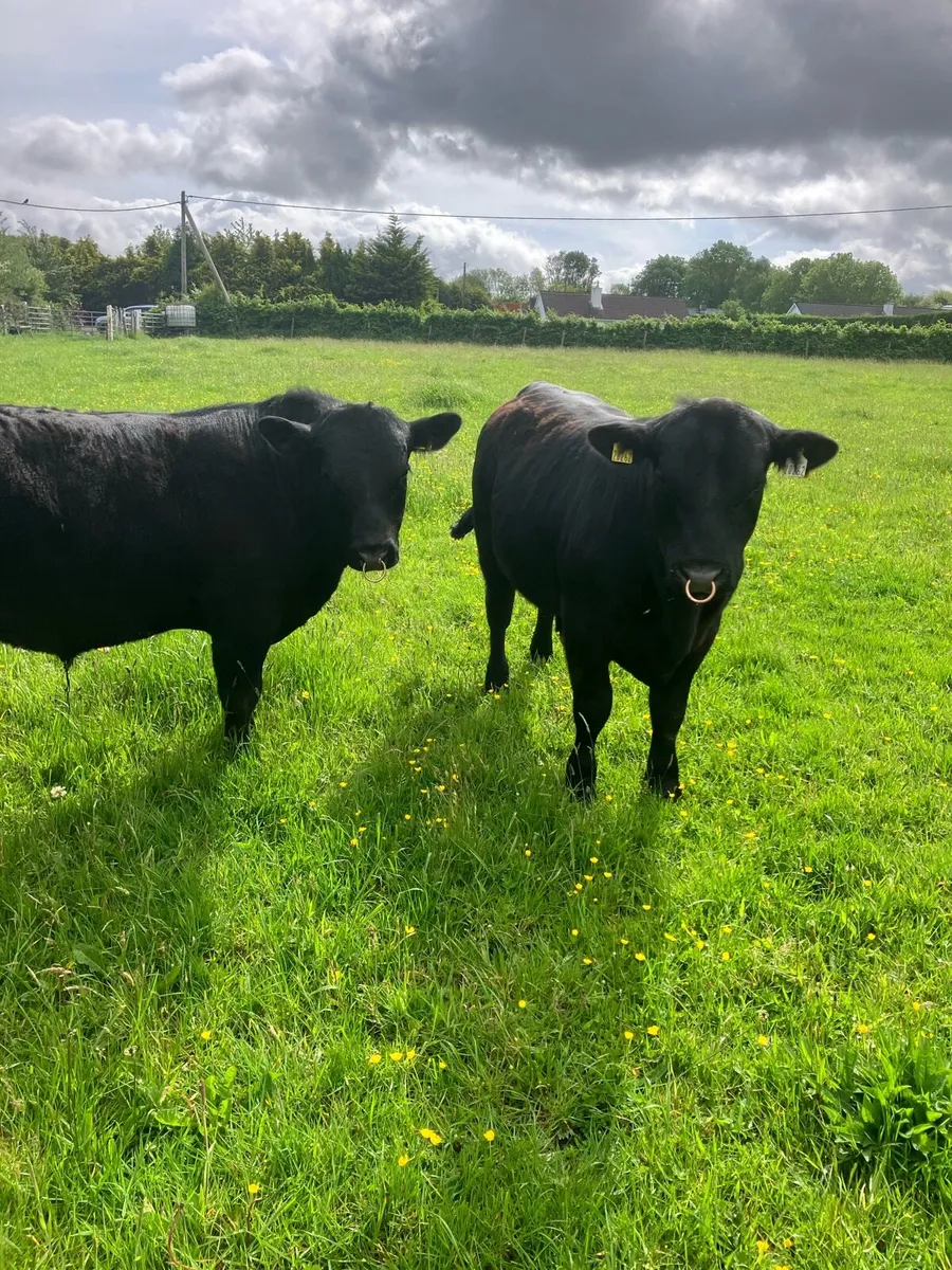 Pbr Angus bulls - Image 2