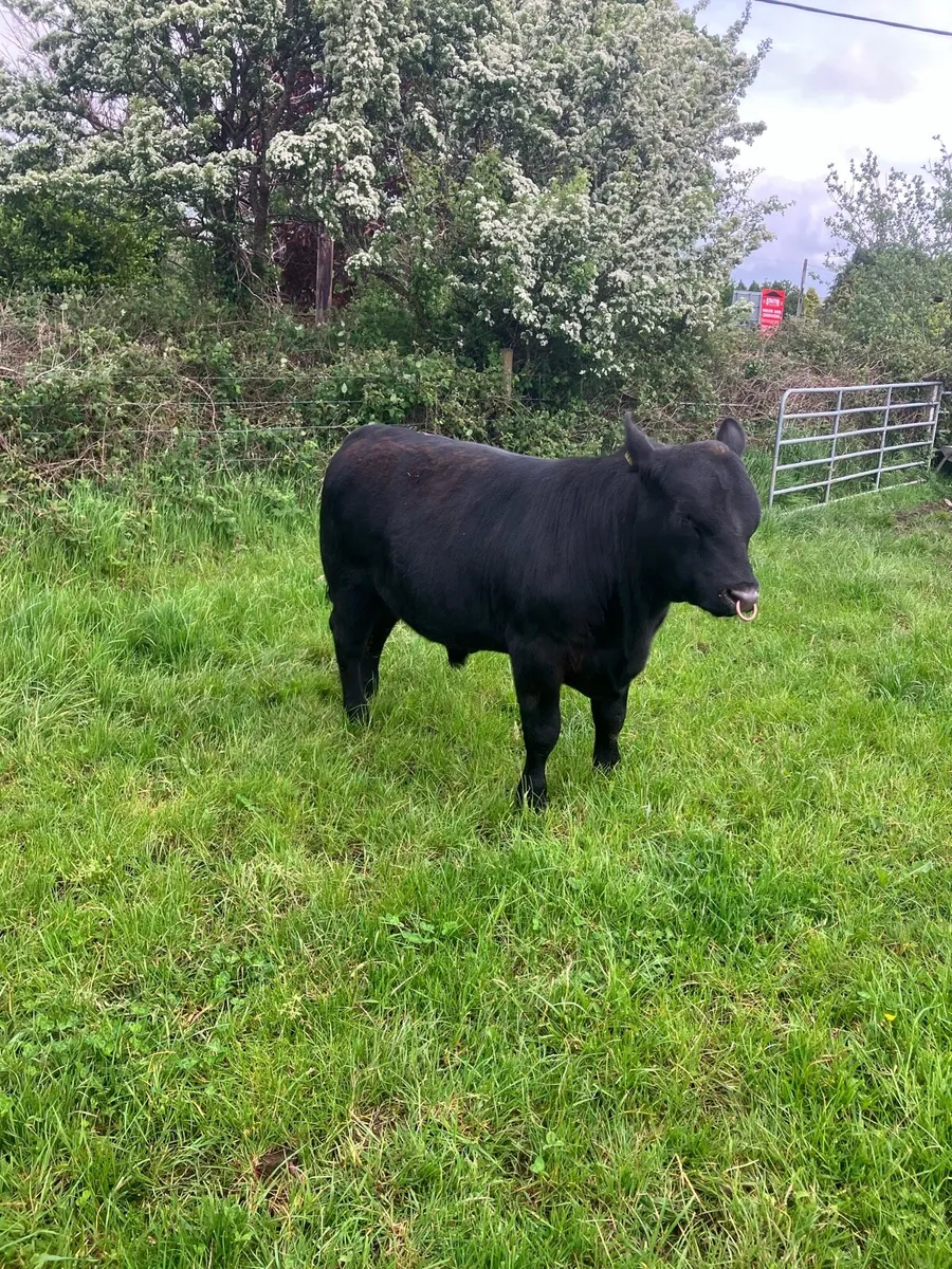 Pbr Angus bulls - Image 3