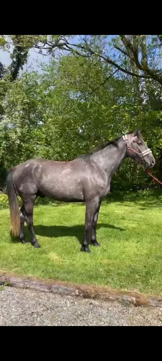 Gorgeous Gelding ISH - Image 1