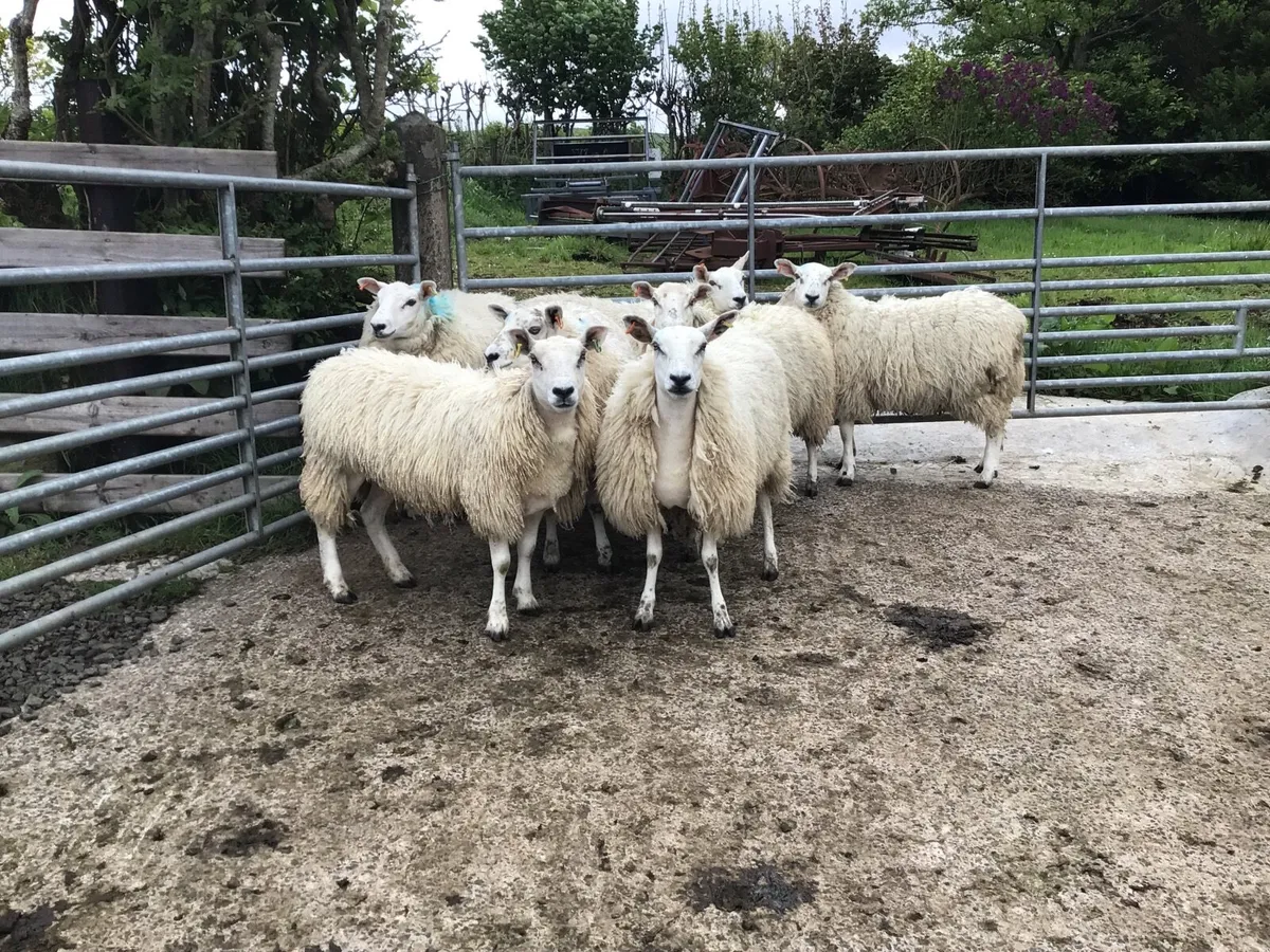 sheep - Image 1