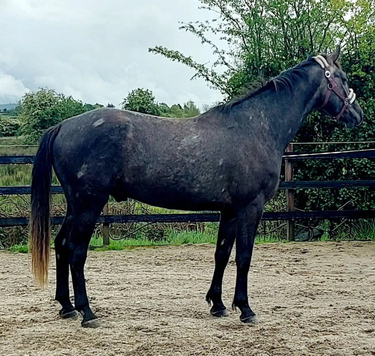 Gorgeous Gelding ISH - Image 2