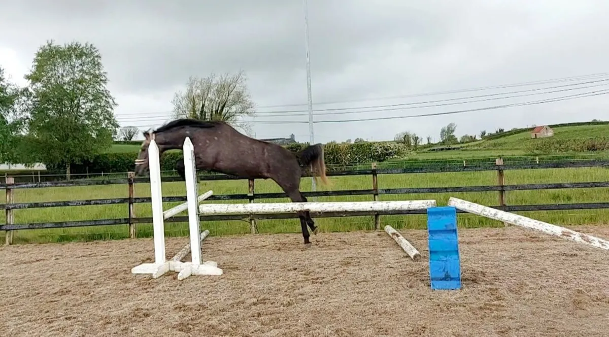 Gorgeous Gelding ISH - Image 3