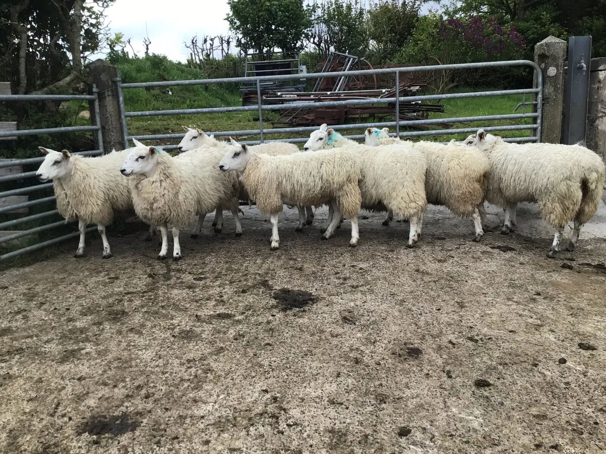 sheep - Image 3