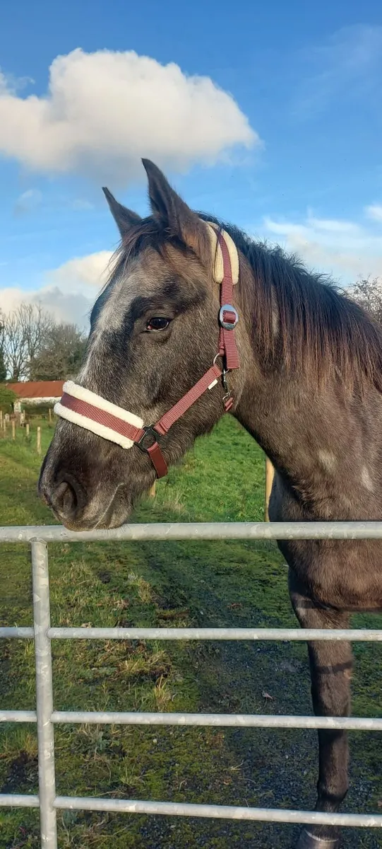 Gorgeous Gelding ISH - Image 4