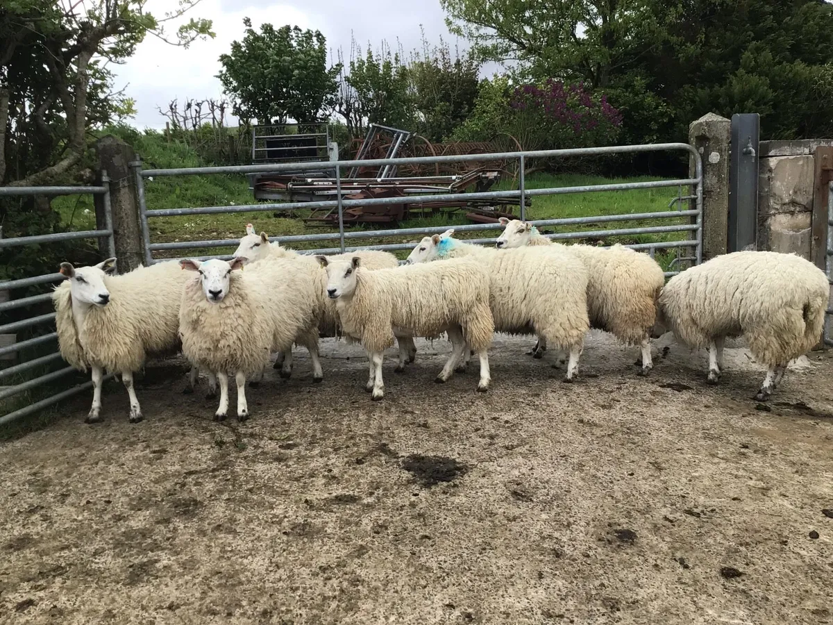 sheep - Image 4