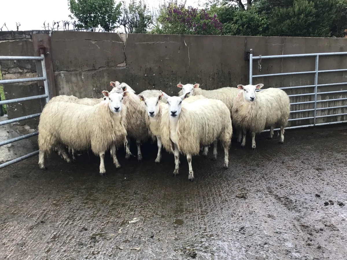 sheep - Image 2