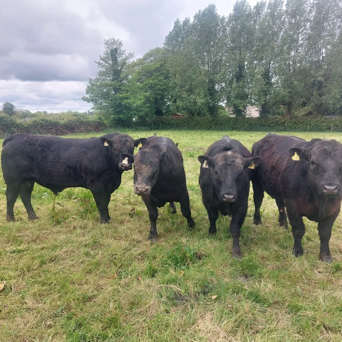 Pedigree AA Bulls - Image 3