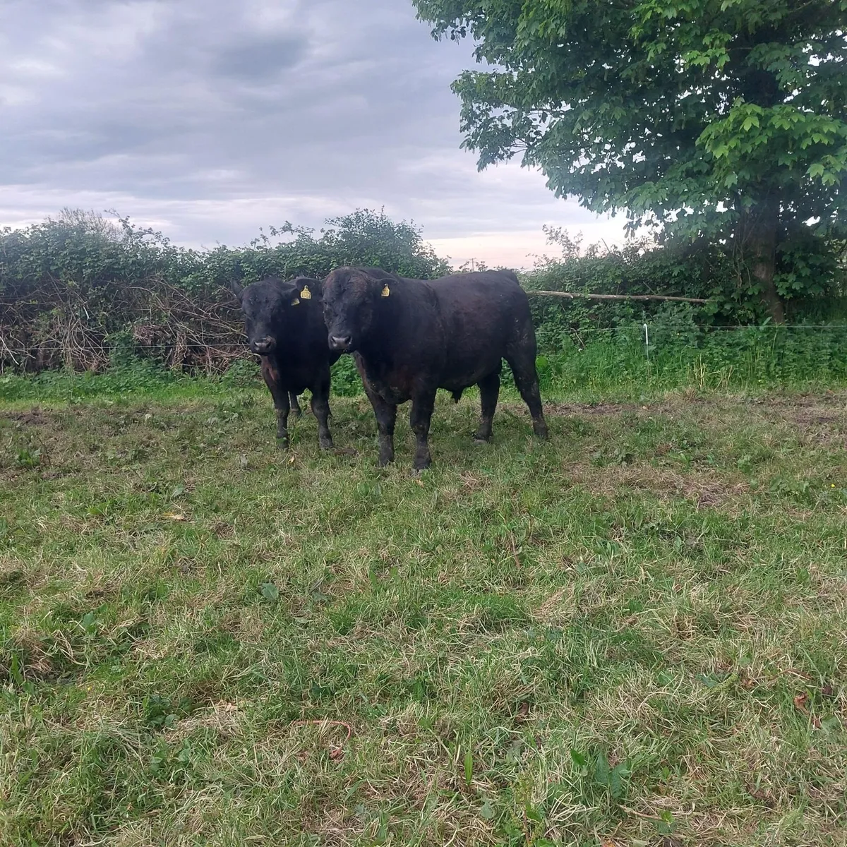 Pedigree AA Bulls - Image 4