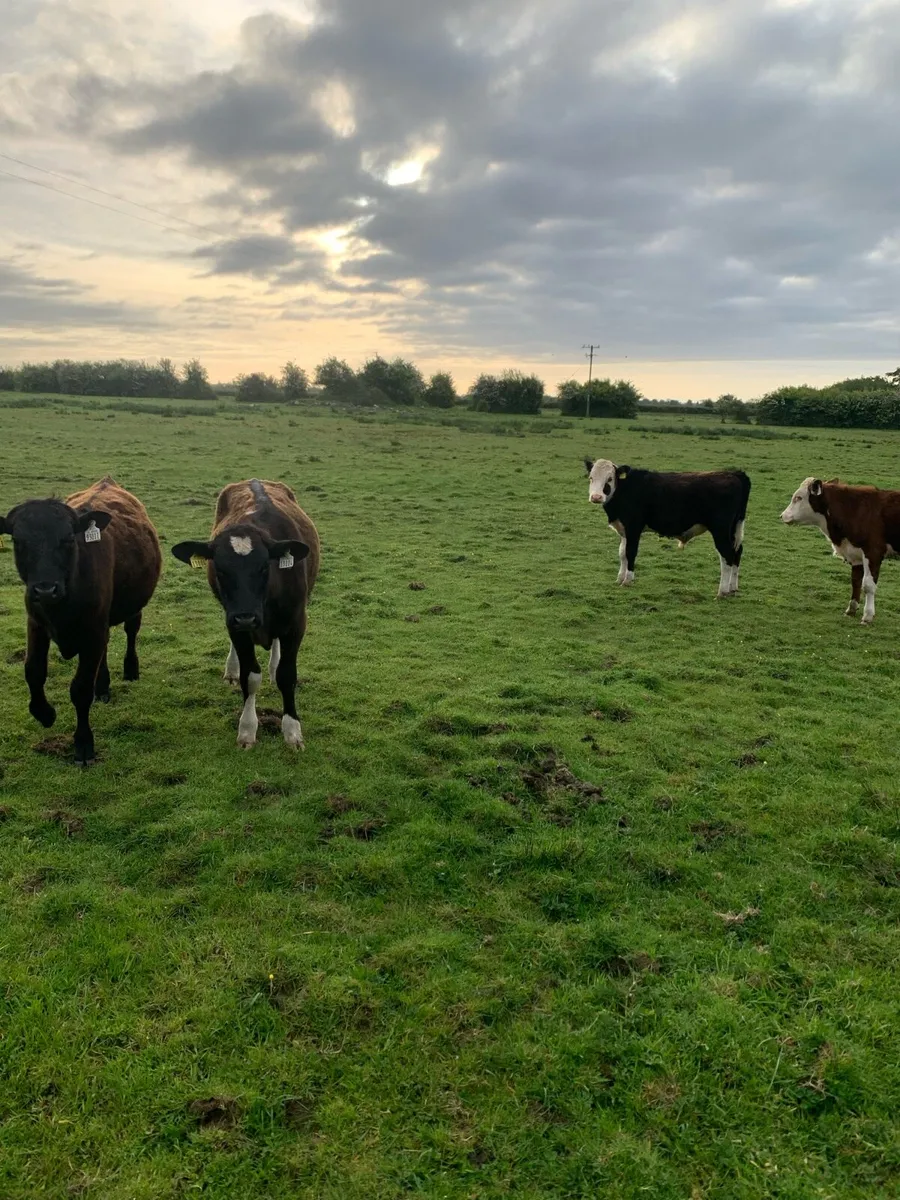Bull weanling - Image 1