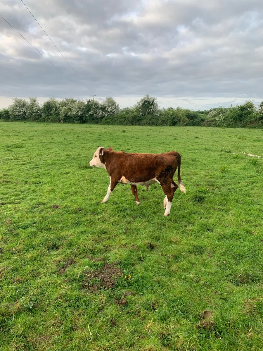 Bull weanling - Image 3