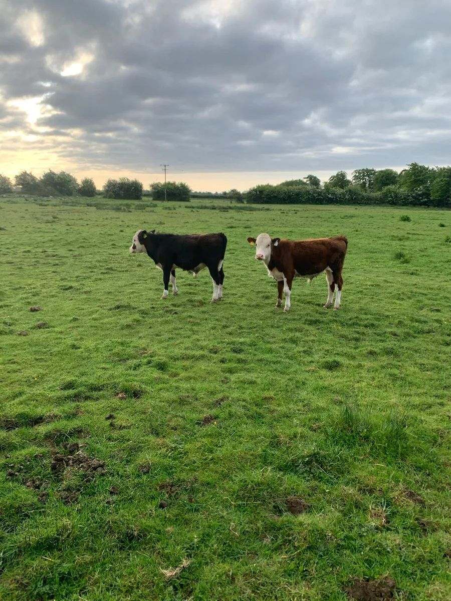 Bull weanling - Image 2