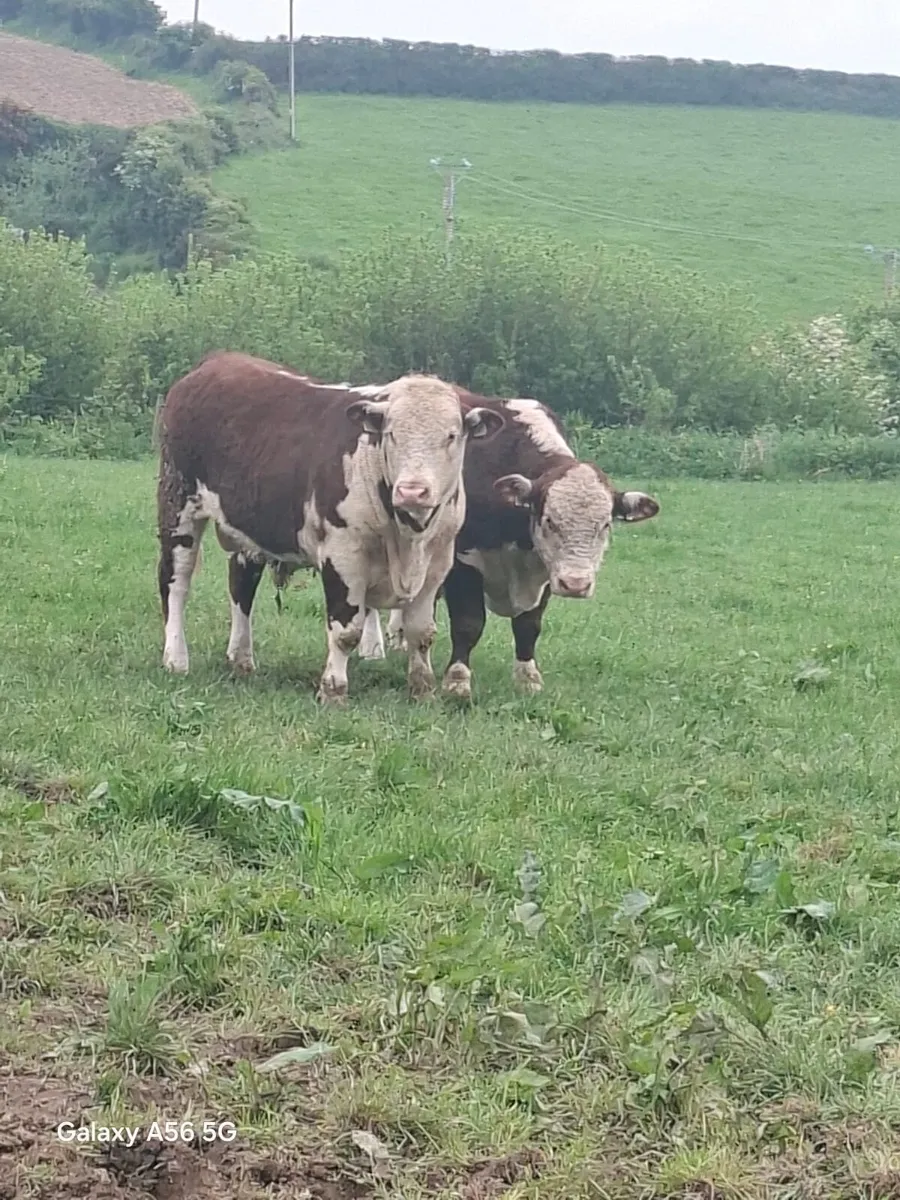 Pbr Hereford bulls - Image 1