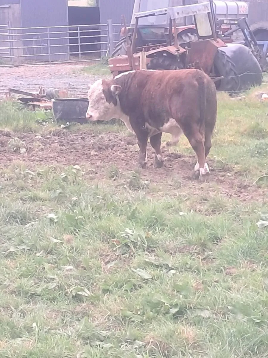 Pbr Hereford bulls - Image 3