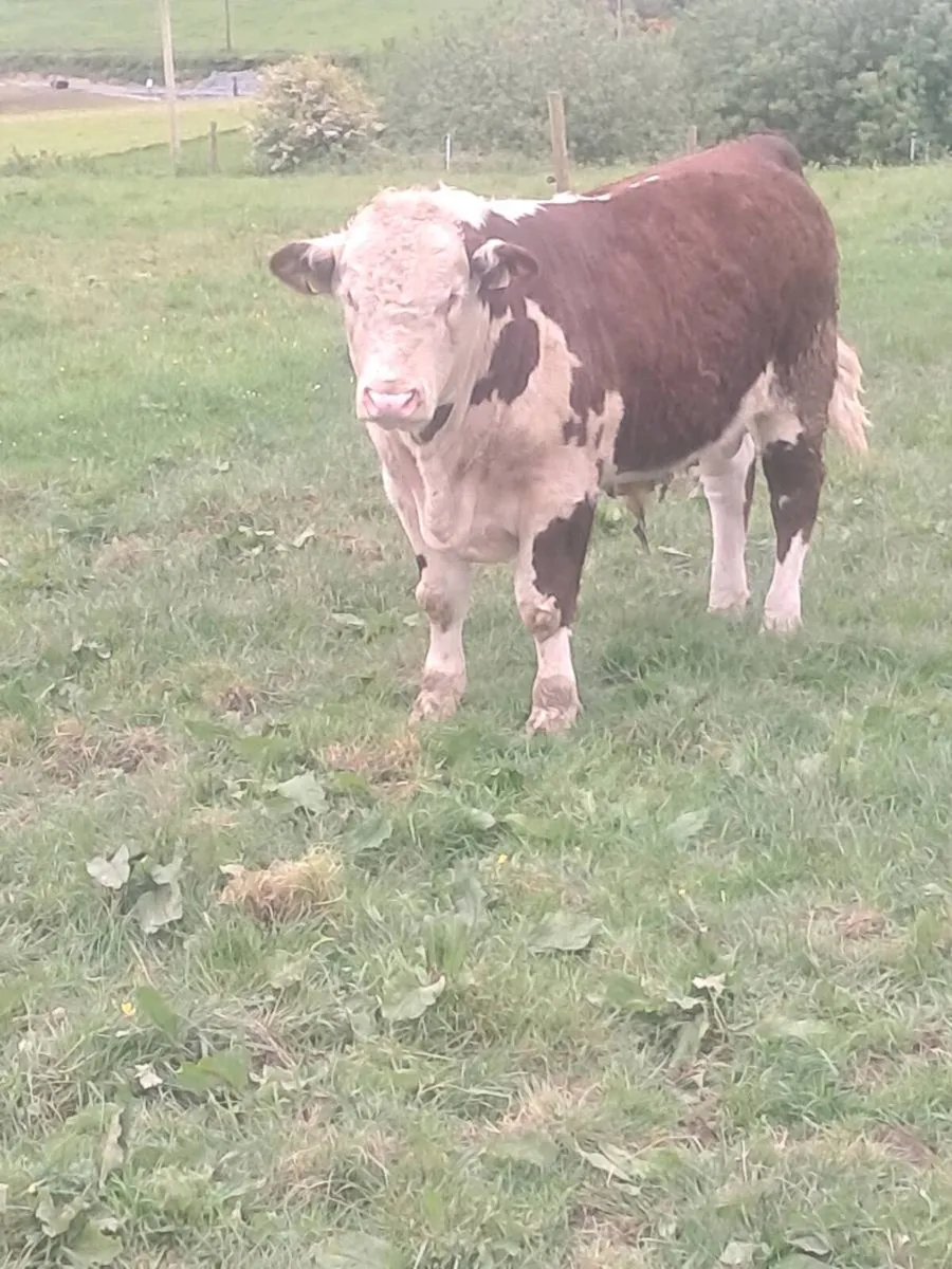 Pbr Hereford bulls - Image 4