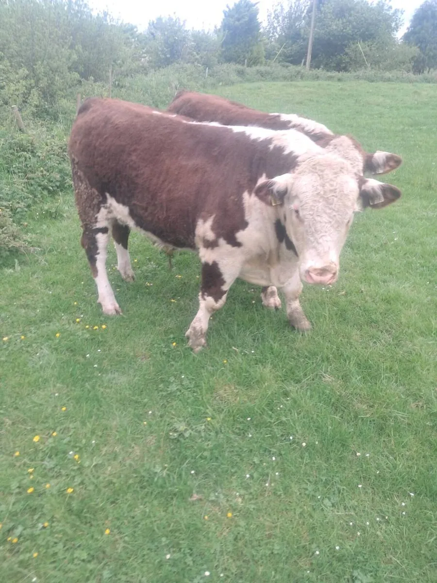 Pbr Hereford bulls - Image 2