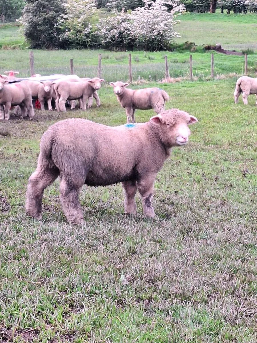 Dorset Ram Lamb - Image 1