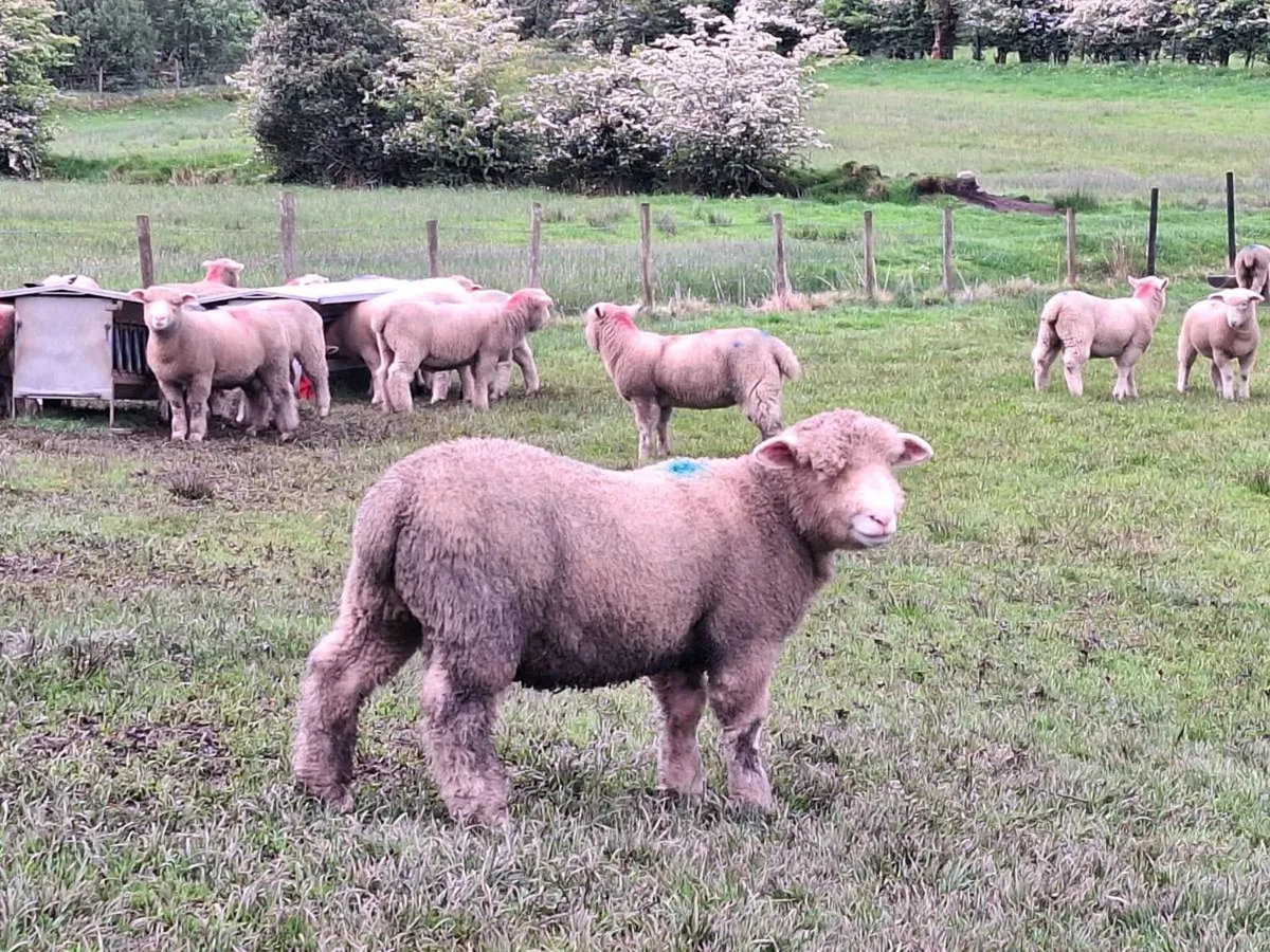 Dorset Ram Lamb - Image 2