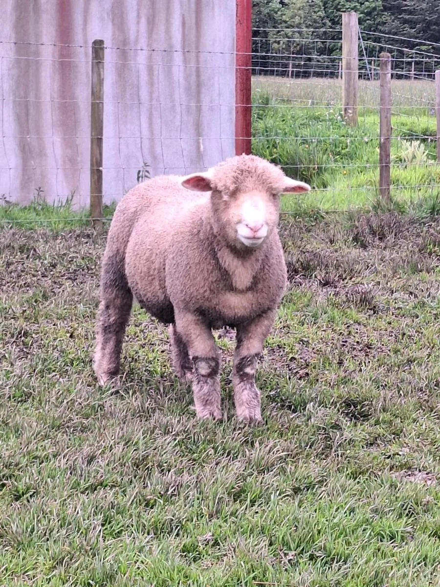 Dorset Ram Lamb - Image 3