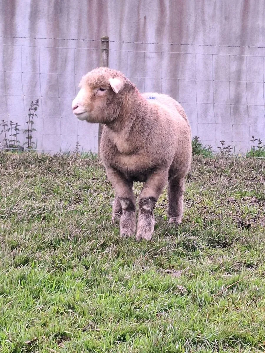 Dorset Ram Lambs - Image 4