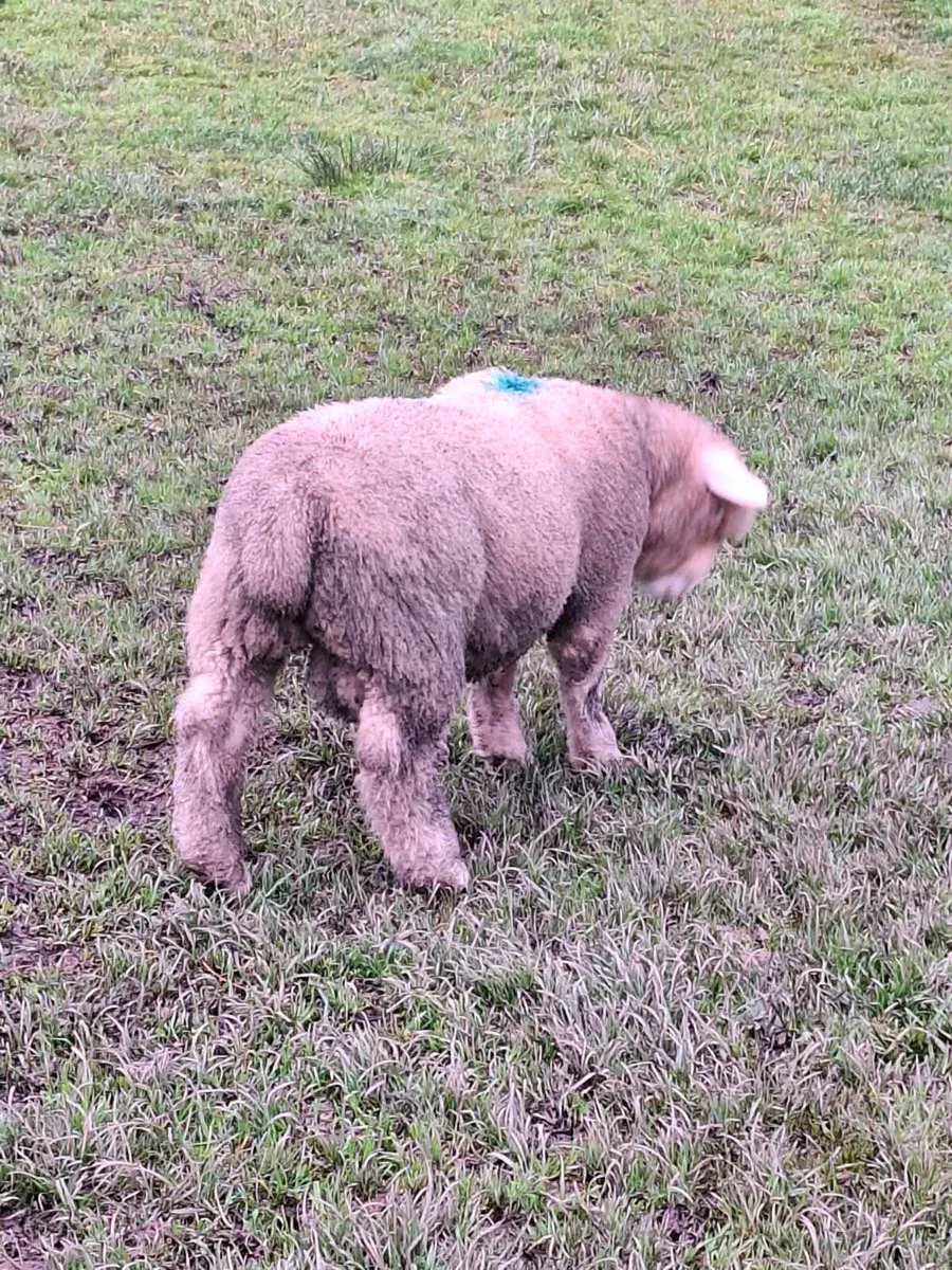 Dorset Ram Lamb - Image 4