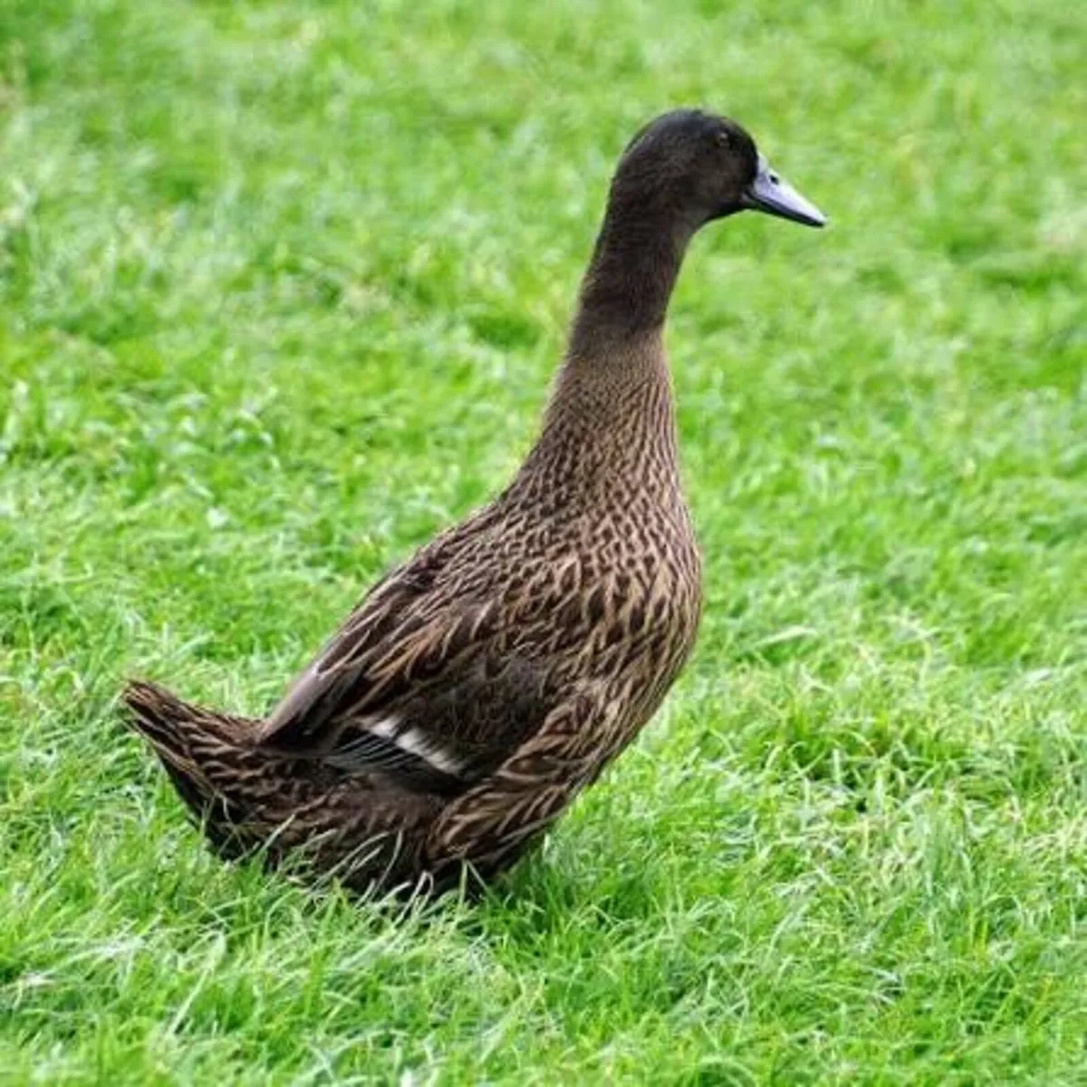 One legged male duck. YE OLDE FAIR DAY - Image 1