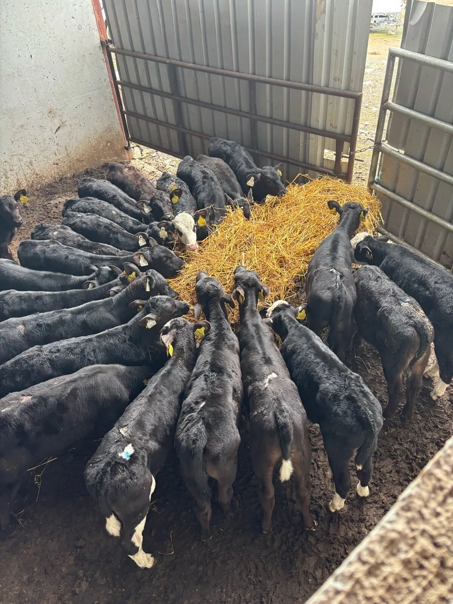 30 reared calves - Image 2
