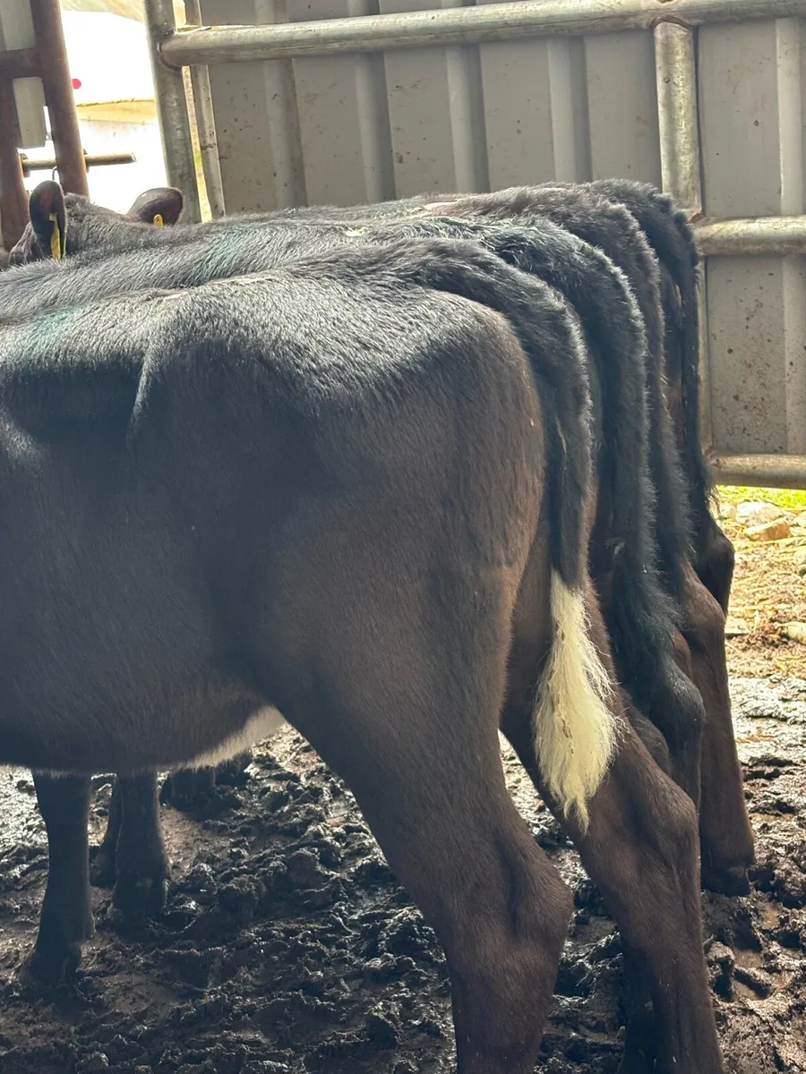 30 reared calves - Image 4