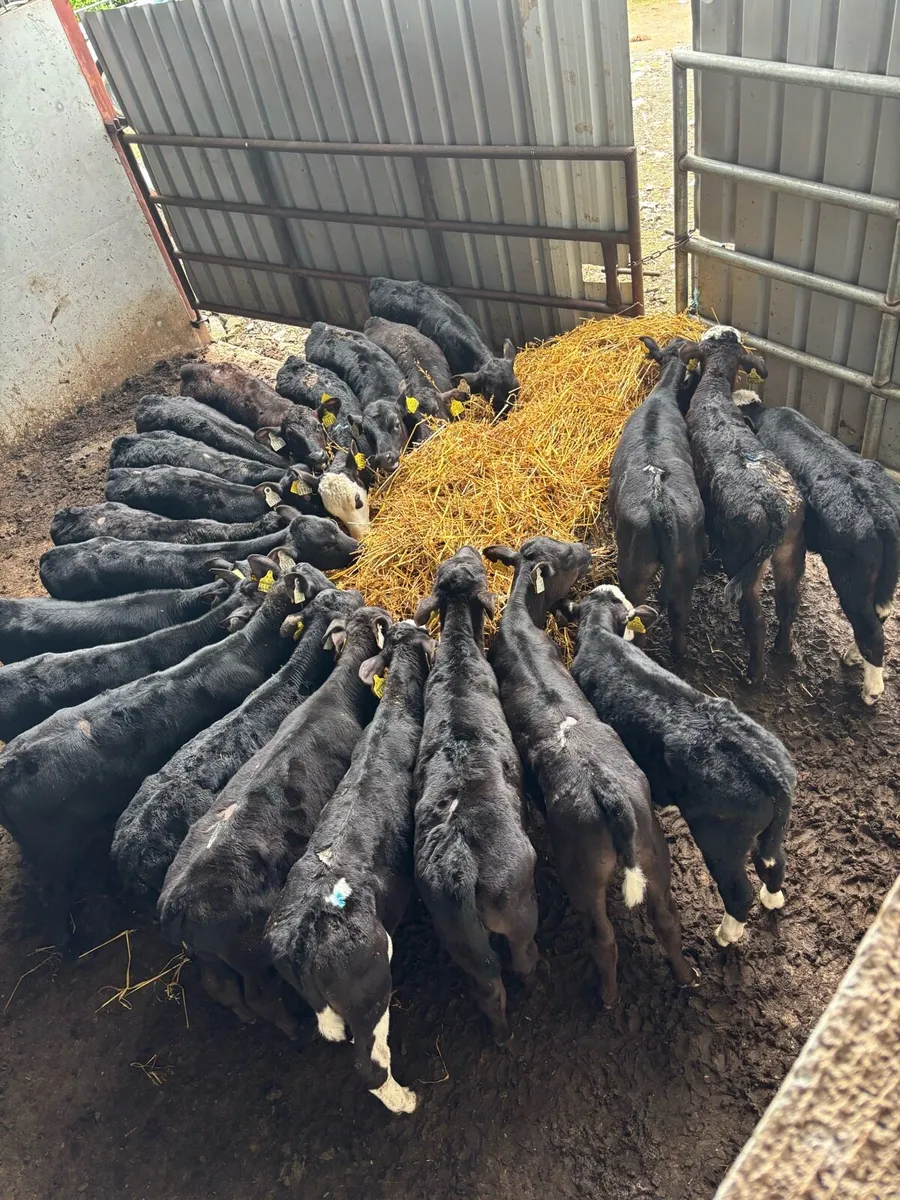 30 reared calves - Image 1