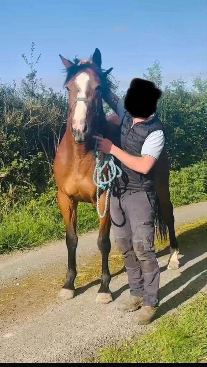 3 year old filly - Image 1