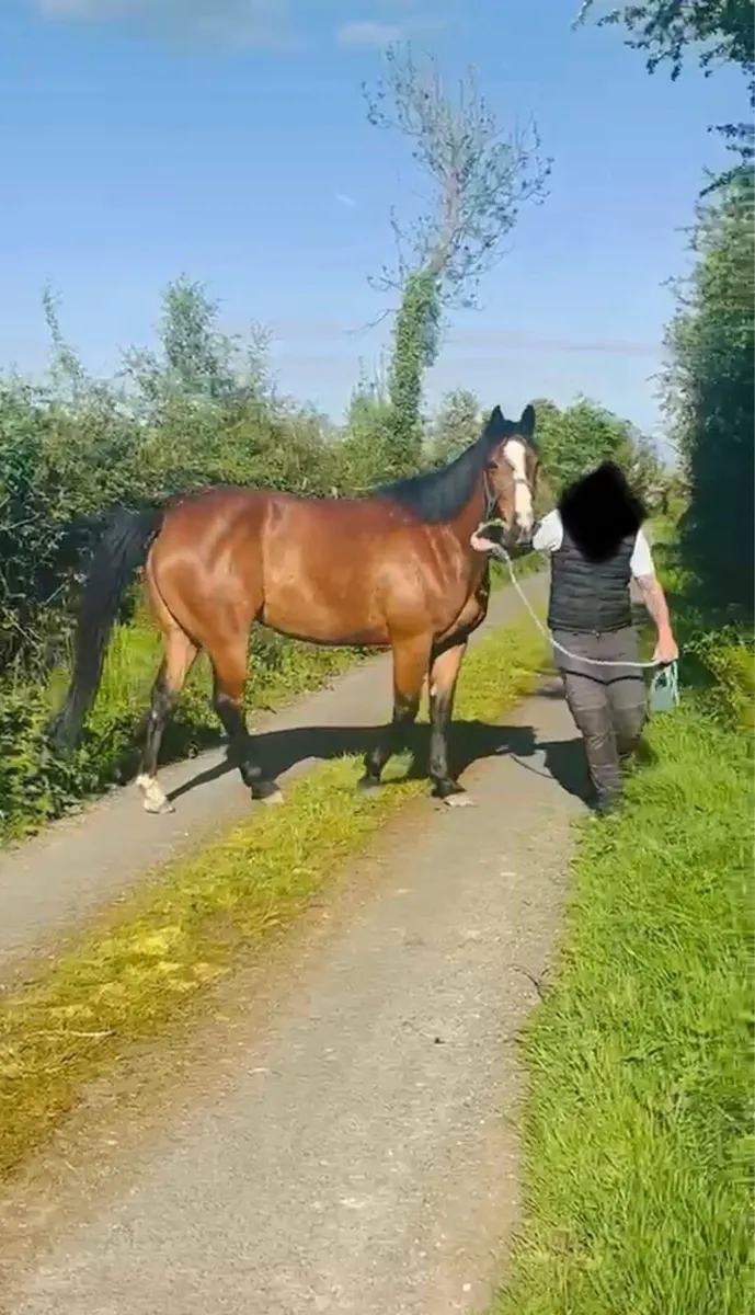 3 year old filly - Image 2