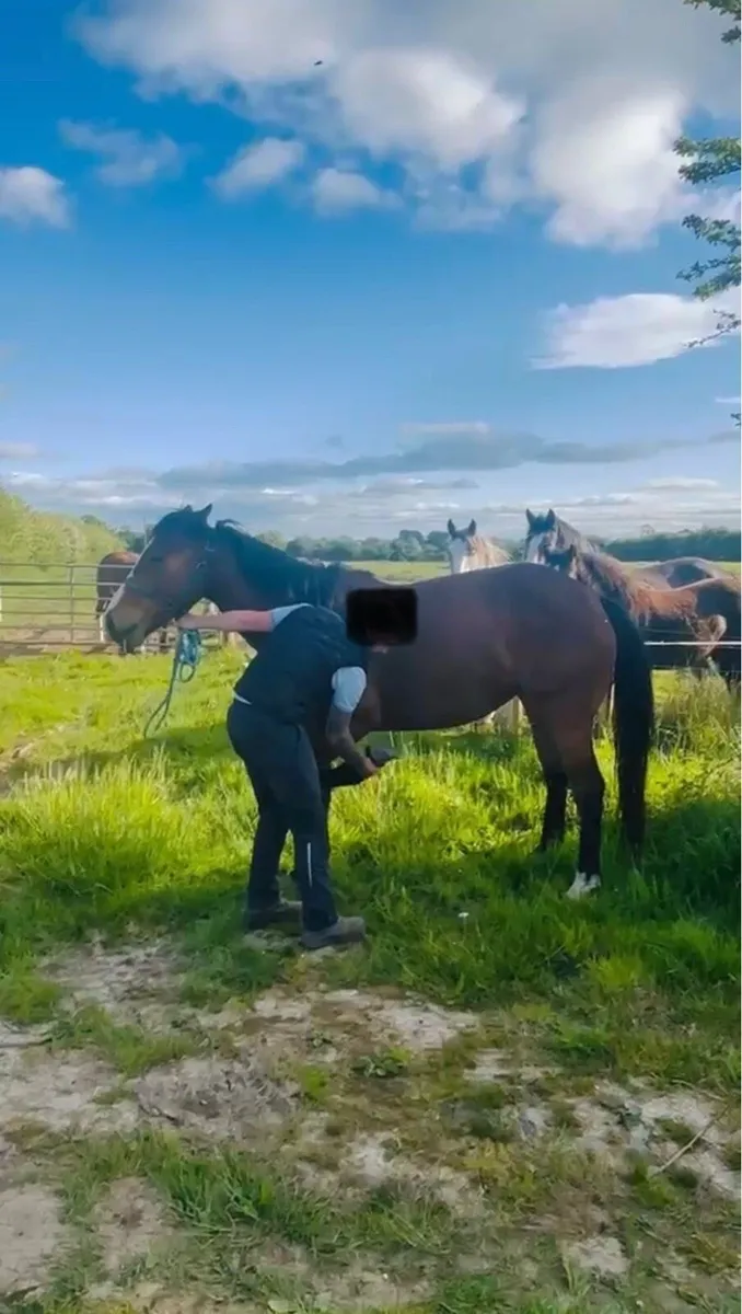 3 year old filly - Image 3