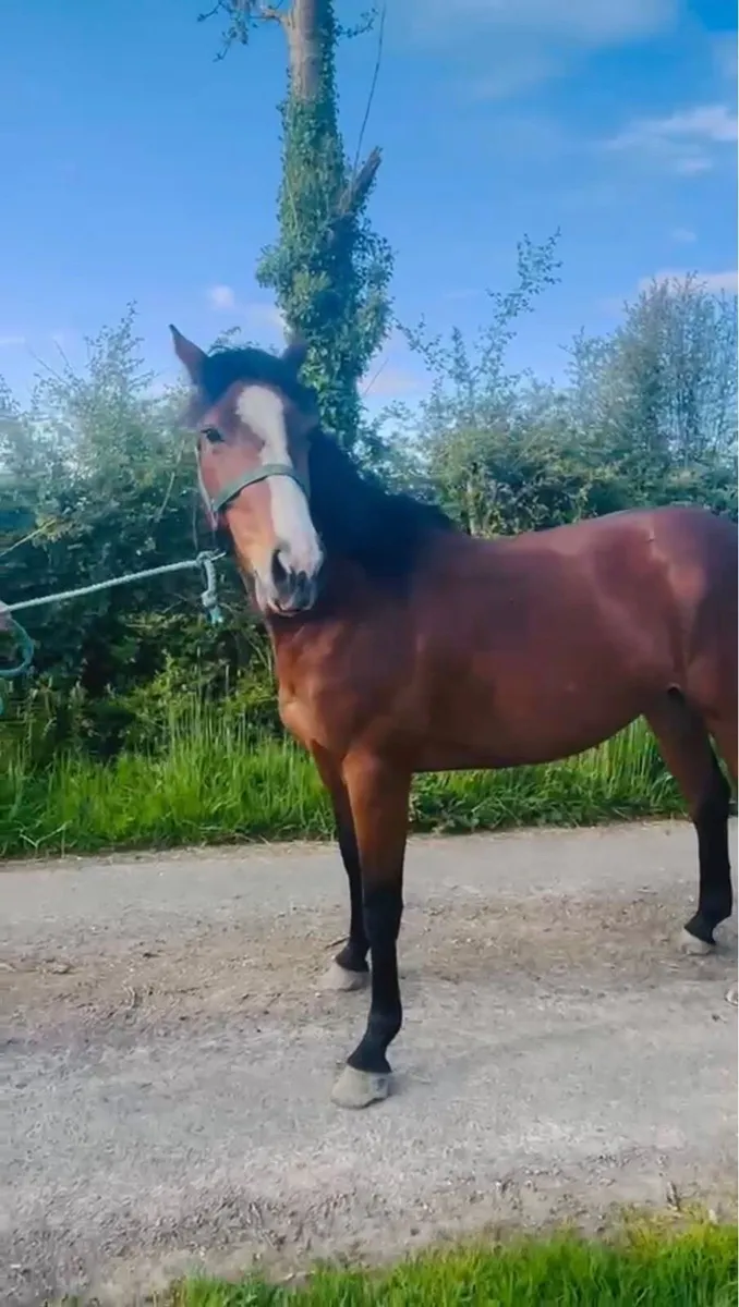 3 year old filly - Image 4