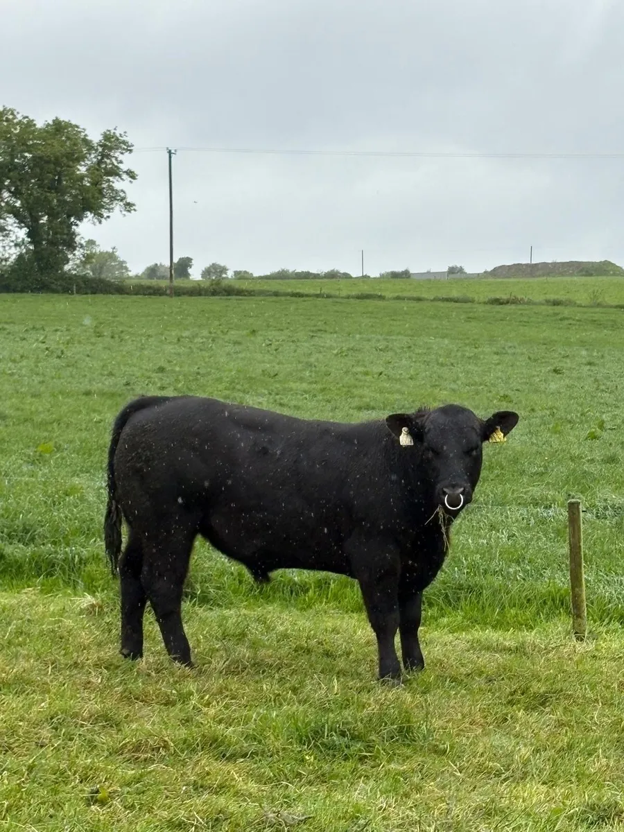 Angus Bull - Image 4