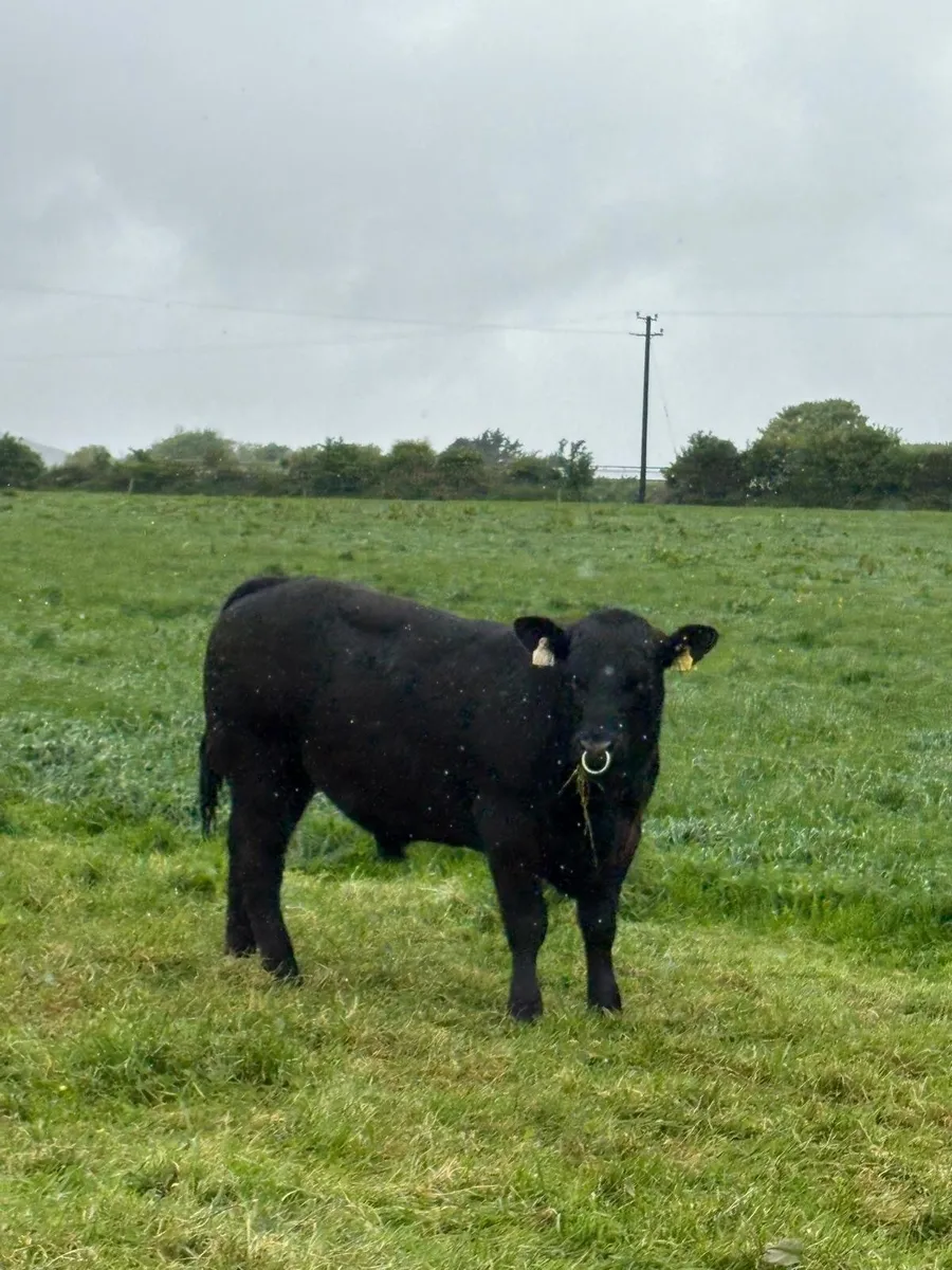 Angus Bull - Image 1