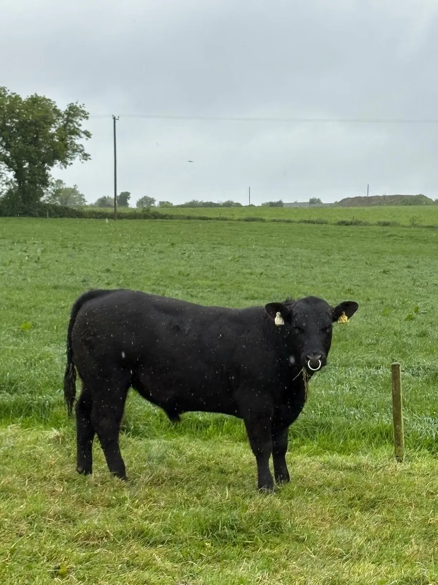 Angus Bull - Image 3