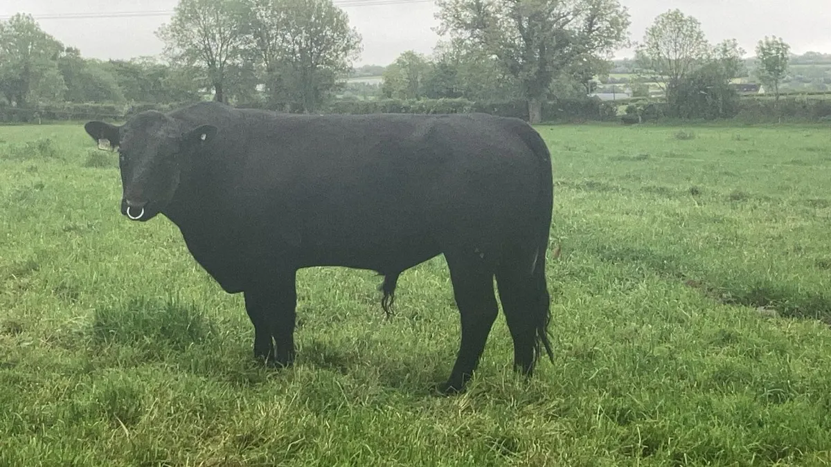 5* AA Bulls - Image 1